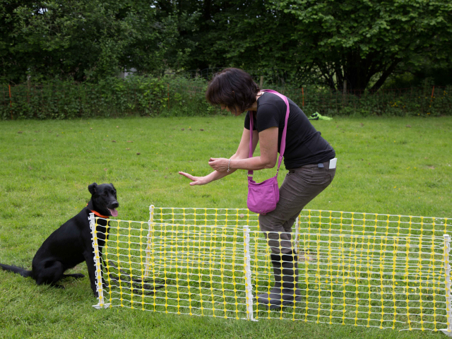 Mensch Hund Harmonie 11.06.2016