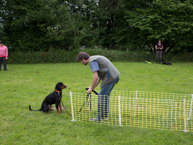 Mensch Hund Harmonie 11.06.2016