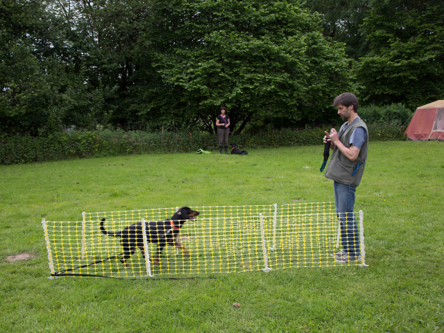 Mensch Hund Harmonie 11.06.2016