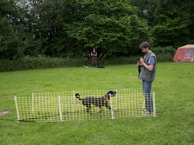 Mensch Hund Harmonie 11.06.2016