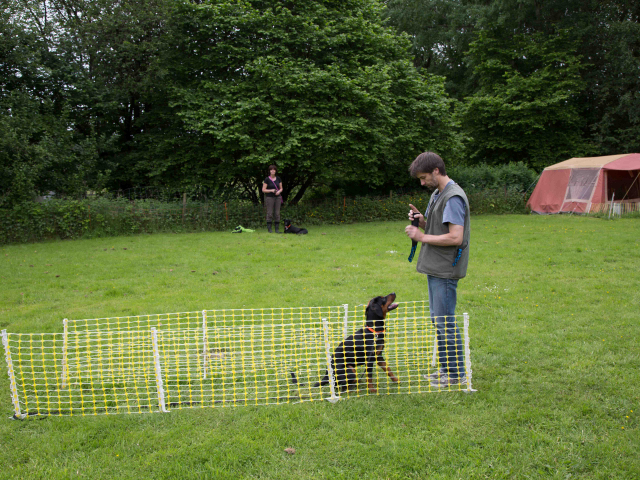 Mensch Hund Harmonie 11.06.2016