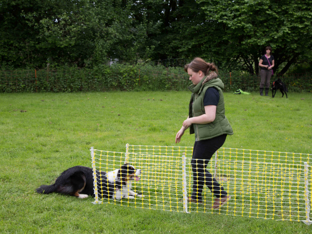 Mensch Hund Harmonie 11.06.2016