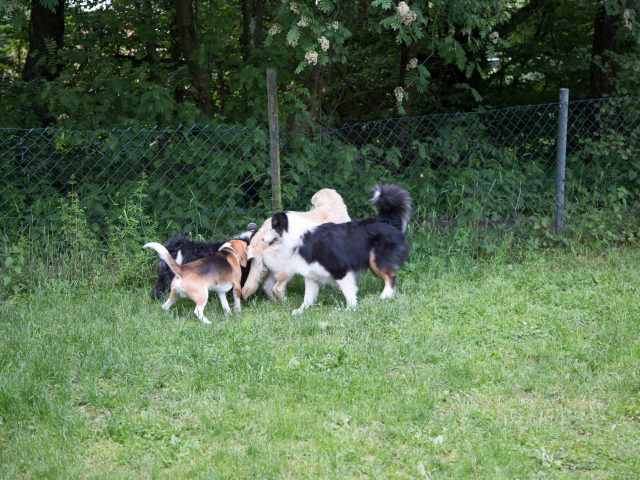 Spiel- und Tobestunde 04.06.2016