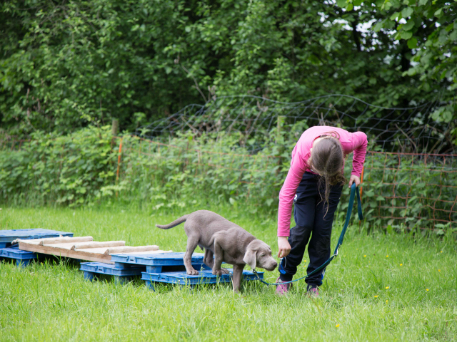 Welpenstunde 04.06.2016