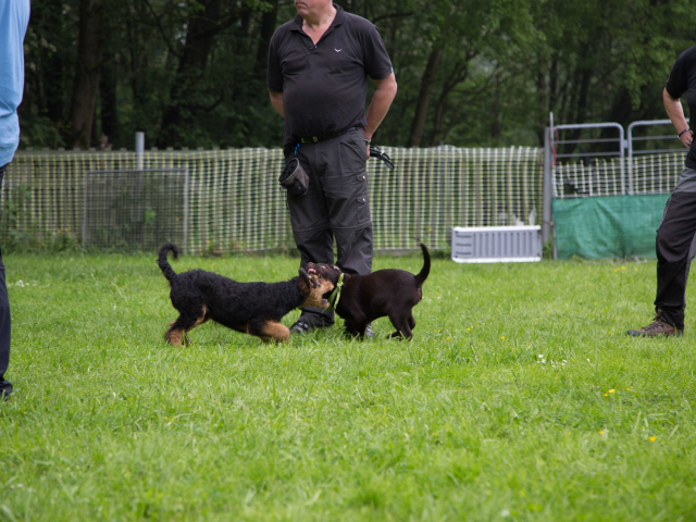 Welpenstunde 04.06.2016