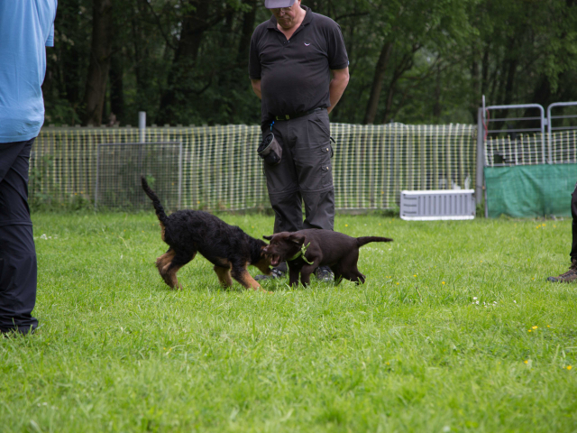Welpenstunde 04.06.2016