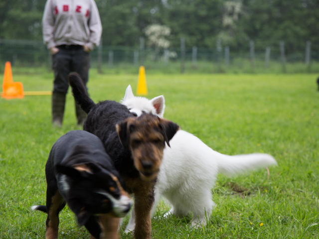 Welpenstunde 04.06.2016