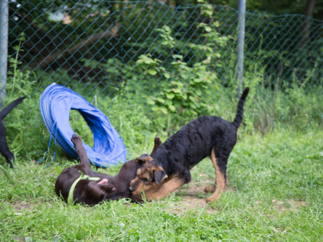 Welpenstunde 04.06.2016