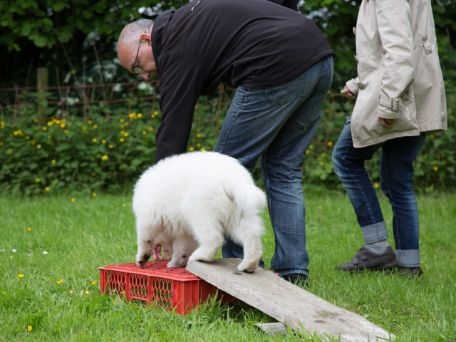 Welpenstunde 04.06.2016