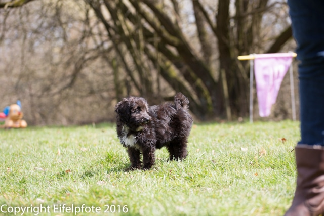 Welpenstunde 09.04.2016