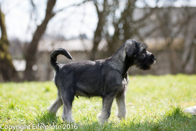 Welpenstunde 09.04.2016