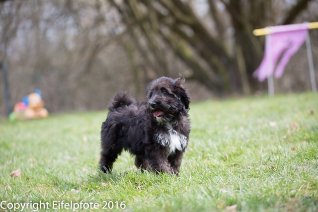 Welpenstunde 09.04.2016