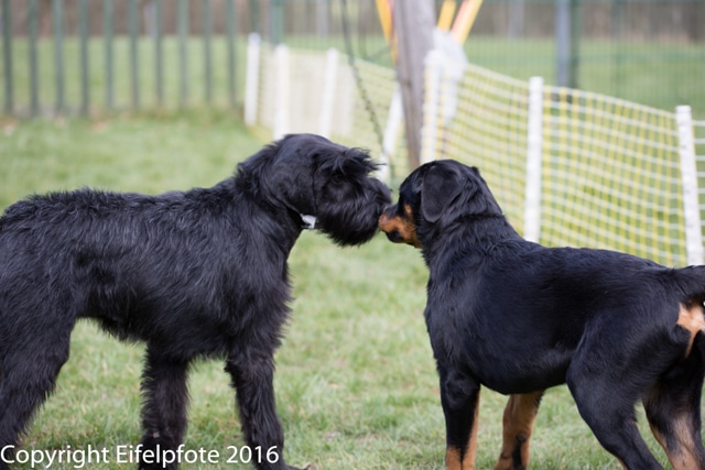 Welpenstunde 09.04.2016