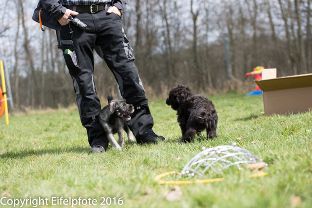 Welpenstunde 09.04.2016