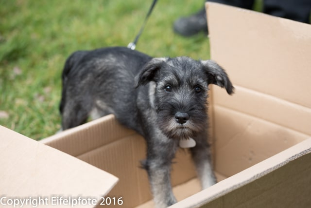 Welpenstunde 09.04.2016