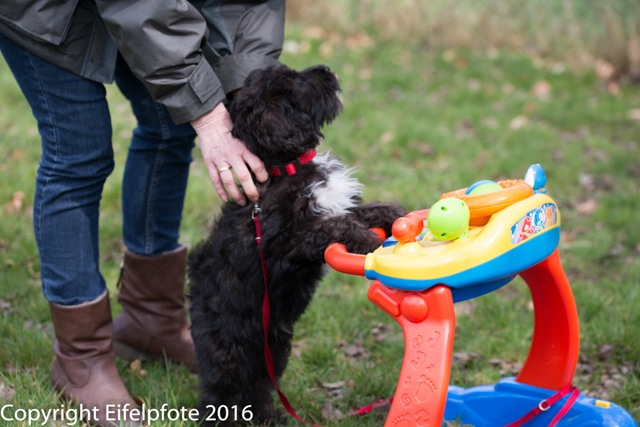 Welpenstunde 09.04.2016