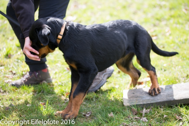 Welpenstunde 09.04.2016