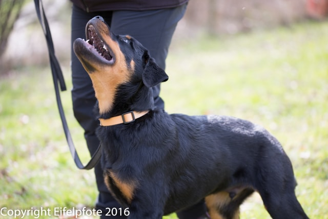 Welpenstunde 09.04.2016