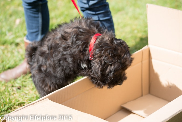 Welpenstunde 09.04.2016