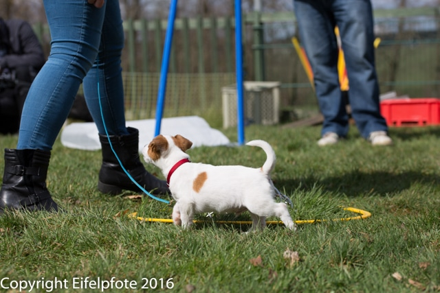 Welpenstunde 09.04.2016