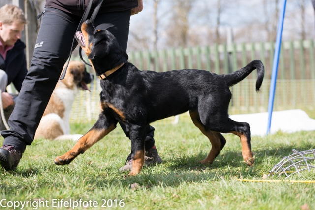 Welpenstunde 09.04.2016