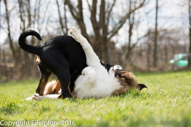 Welpenstunde 09.04.2016