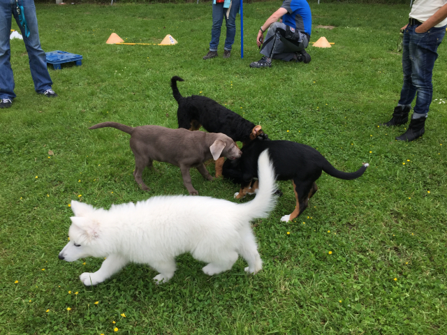 Welpenstunde 11.06.2019