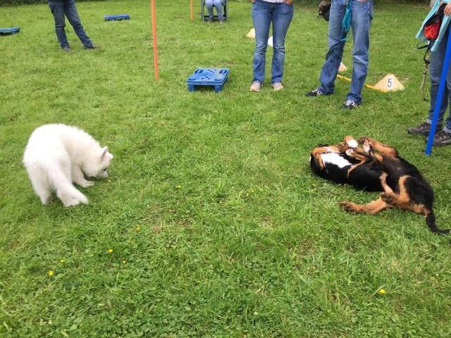 Welpenstunde 11.06.2019